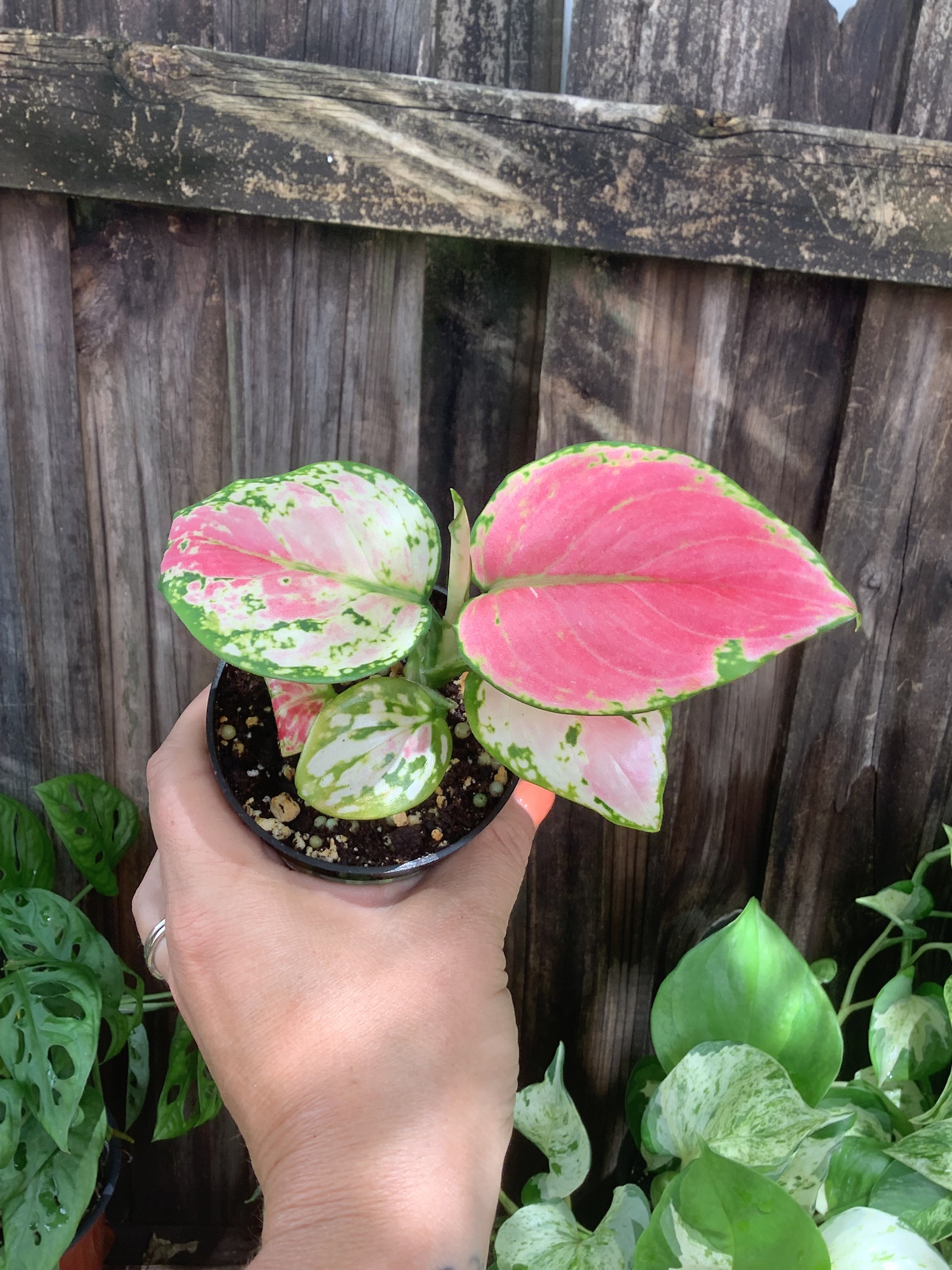 Aglaonema 'Red Zircon' | 3" Pot