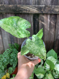 Alocasia 'Odora Batik' | 3" Pot