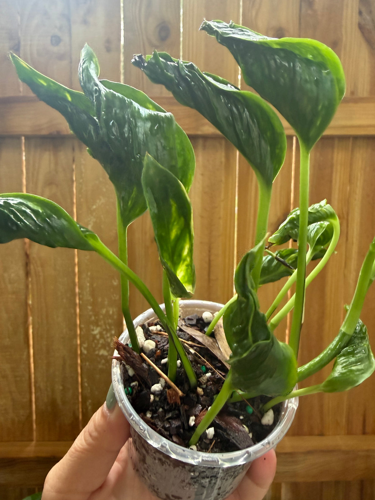 Epipremnum aureum ‘Shangri-La’ | 3" Pot