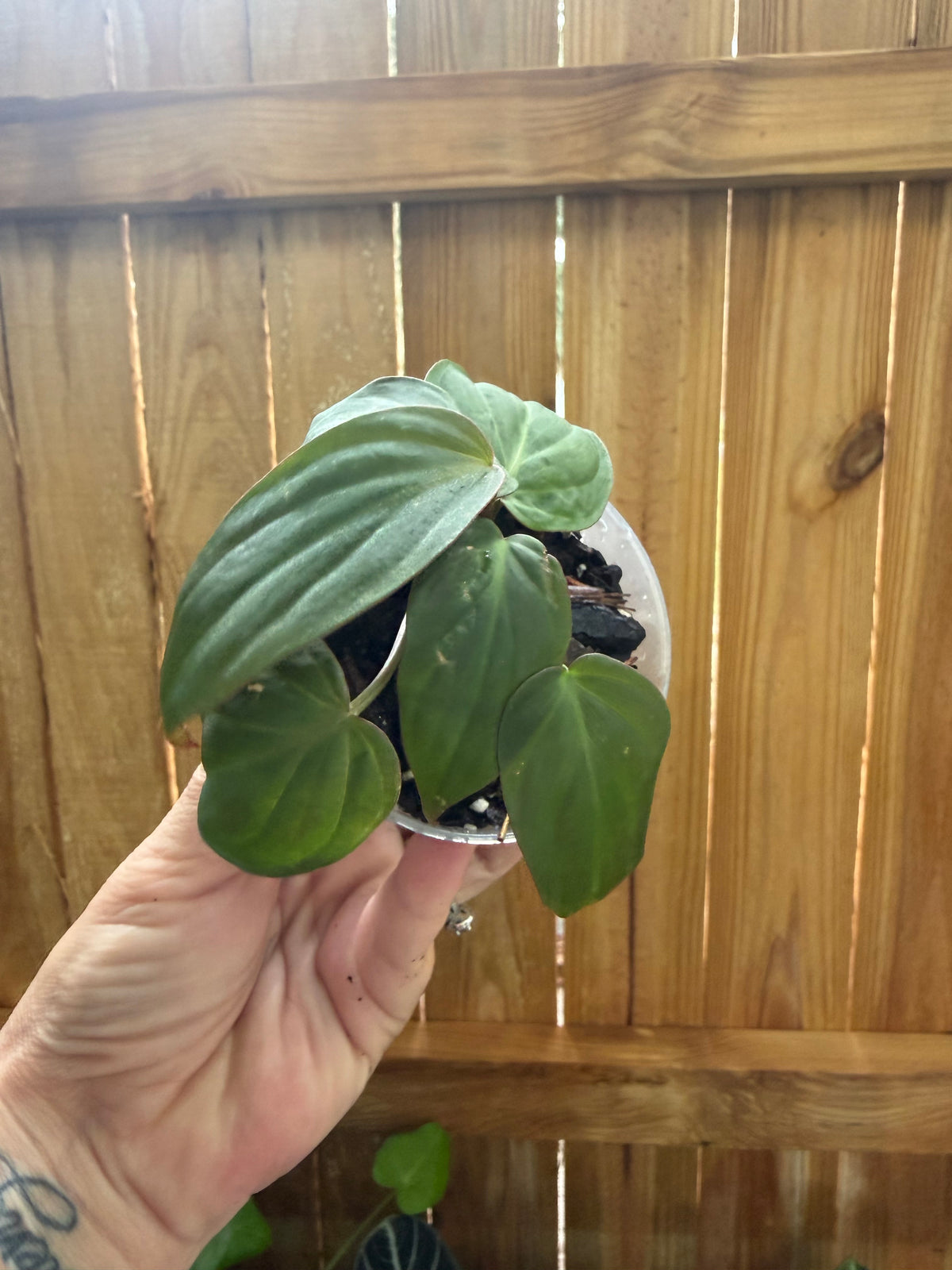 Philodendron micans | 3" Pot