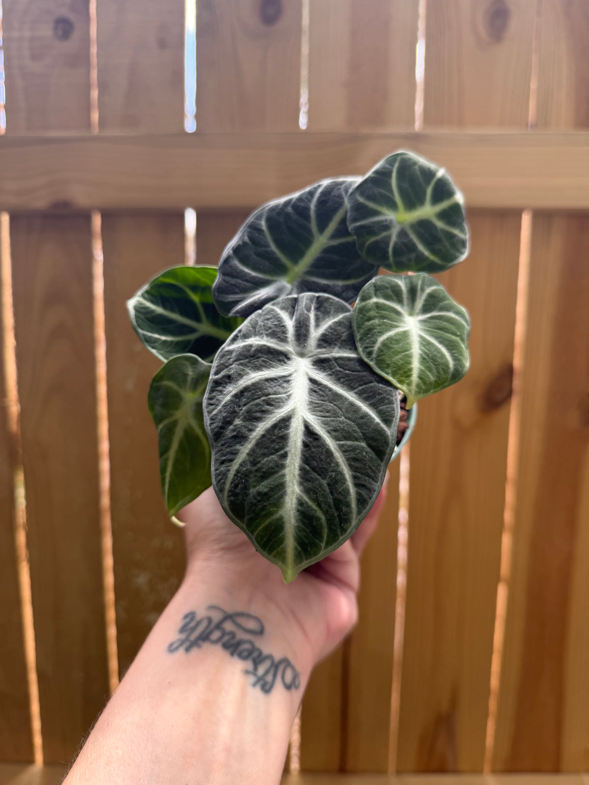 Alocasia ‘Ninja’ | 4" Pot