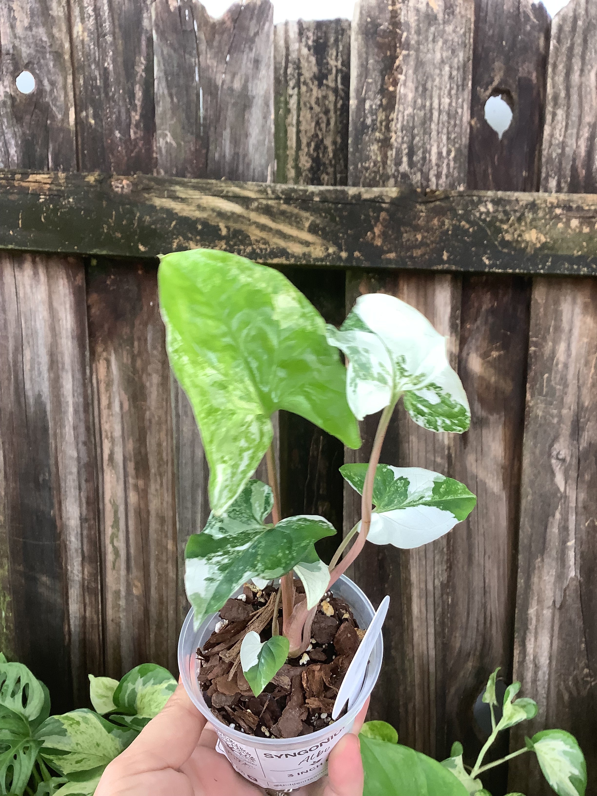 Syngonium 'Albo Variegata' | 3" Pot