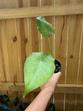 Alocasia ‘California’ | 3" Pot