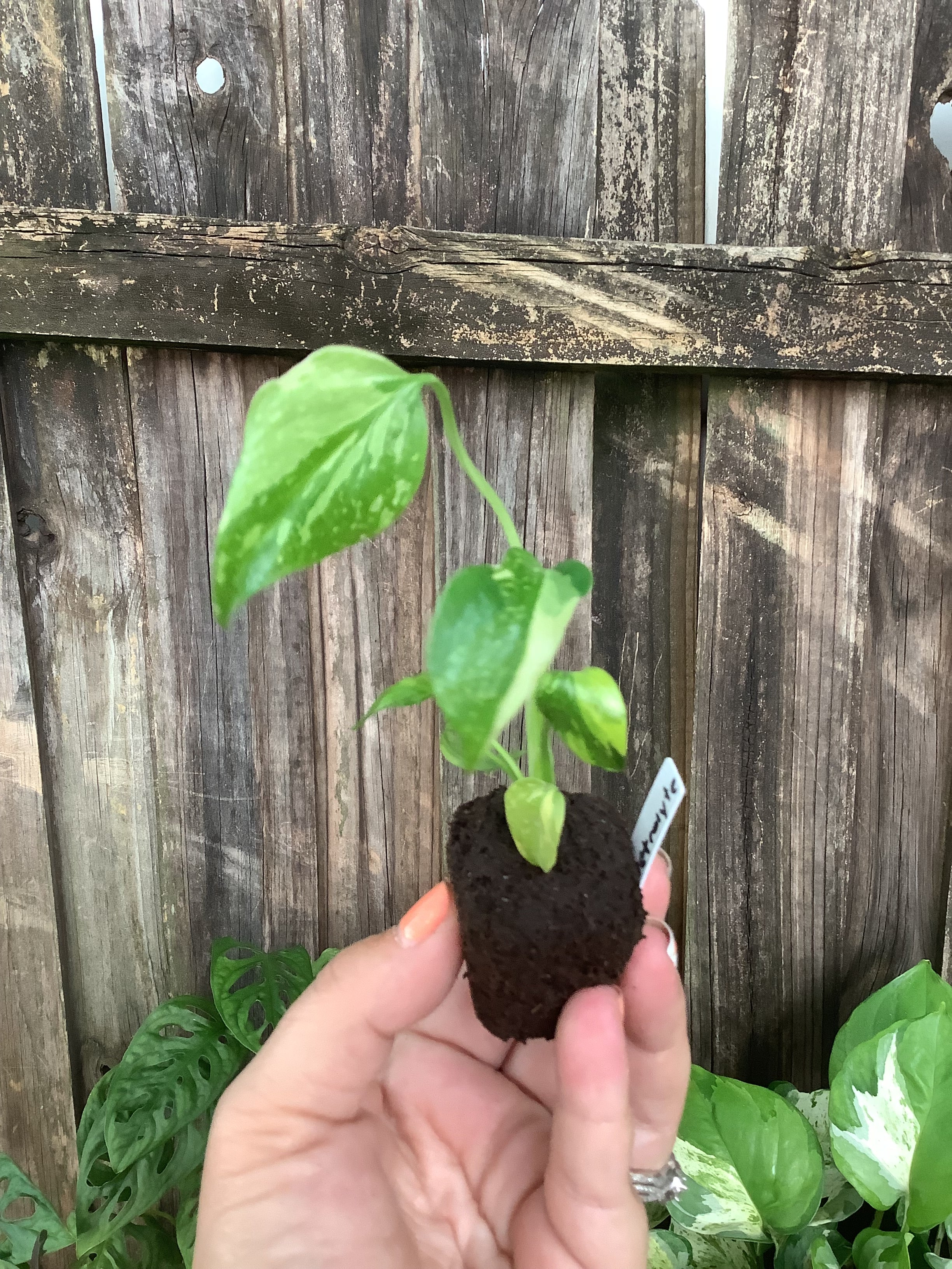 Monstera 'Electrolyte' | Rooted Plug