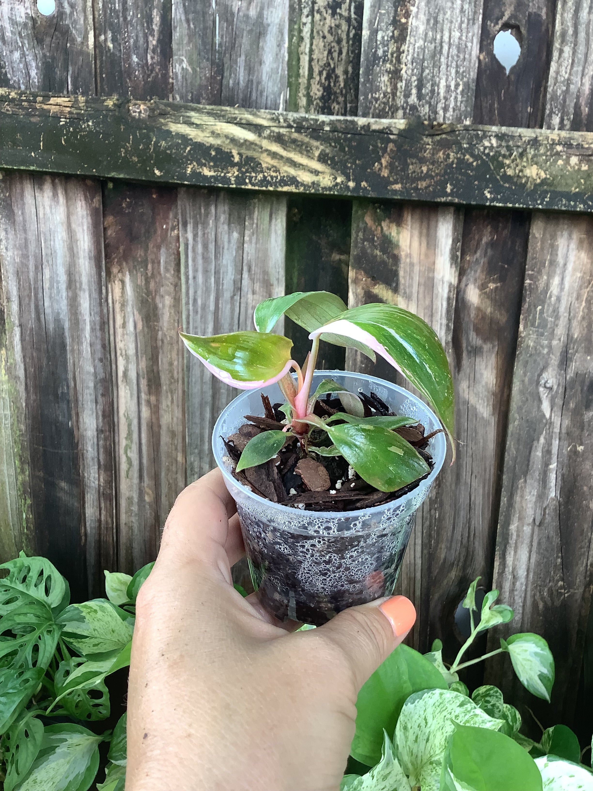 Philodendron 'Pink Princess' | 3" Pot