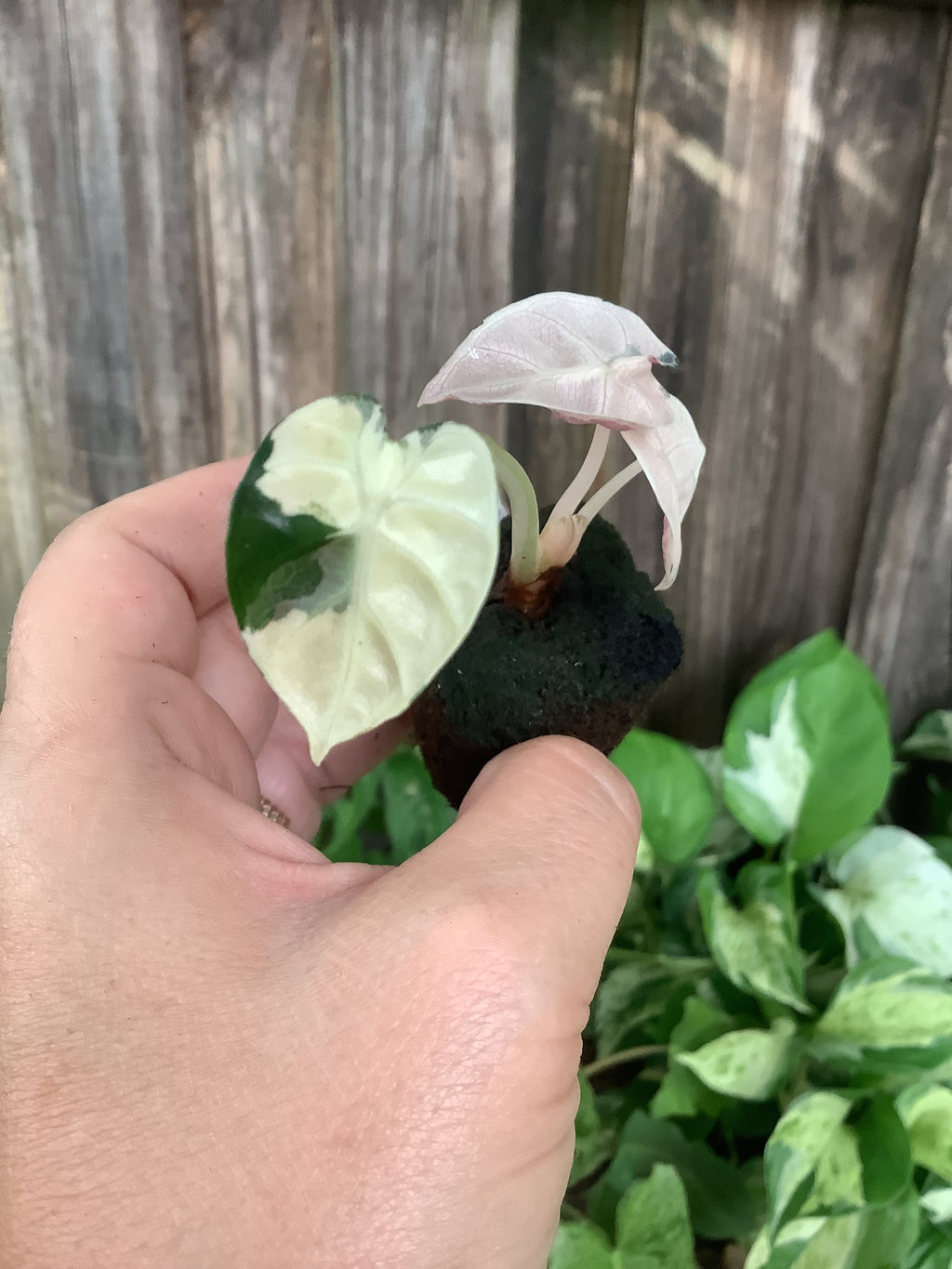 Alocasia ‘Variegated Balloon Heart Pink’ | Rooted Plug