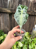 Alocasia 'Venom' | 3" Pot