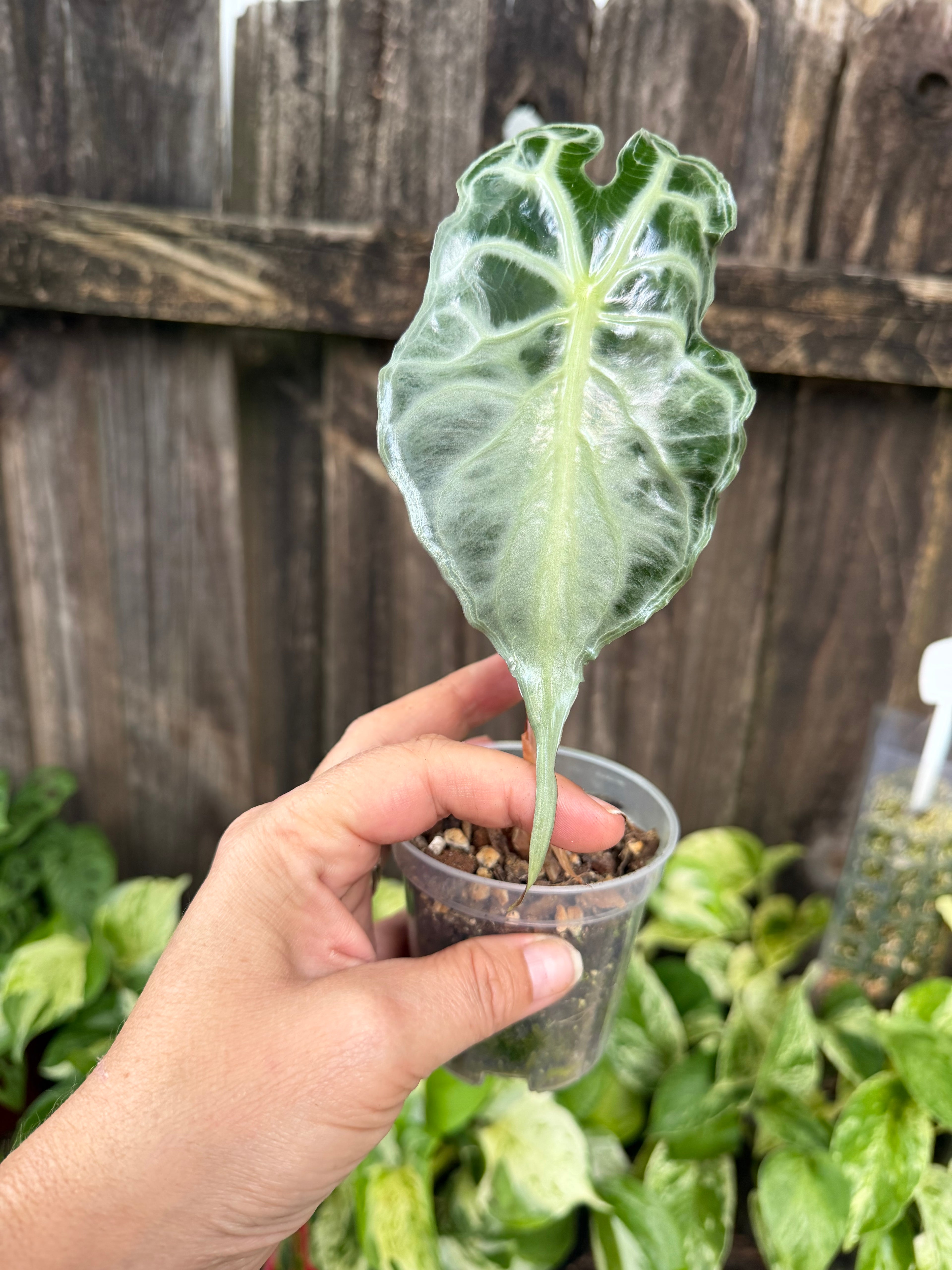 Alocasia 'Venom' | 3" Pot