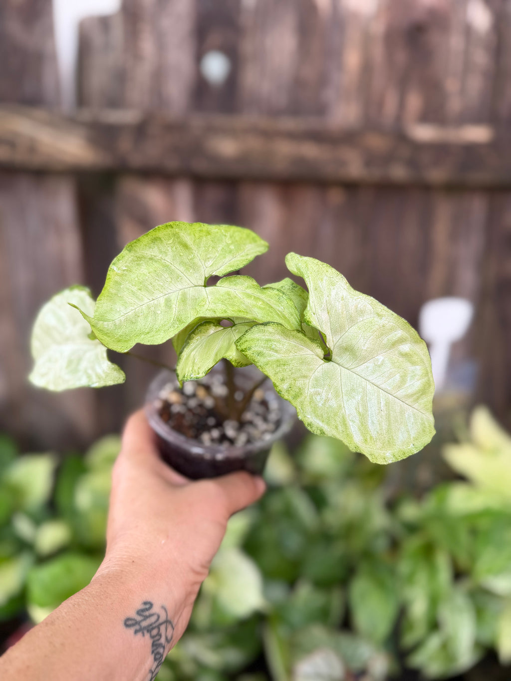 Syngonium 'White Butterfly' | 4" Pot