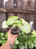 Syngonium 'White Butterfly' | 4" Pot