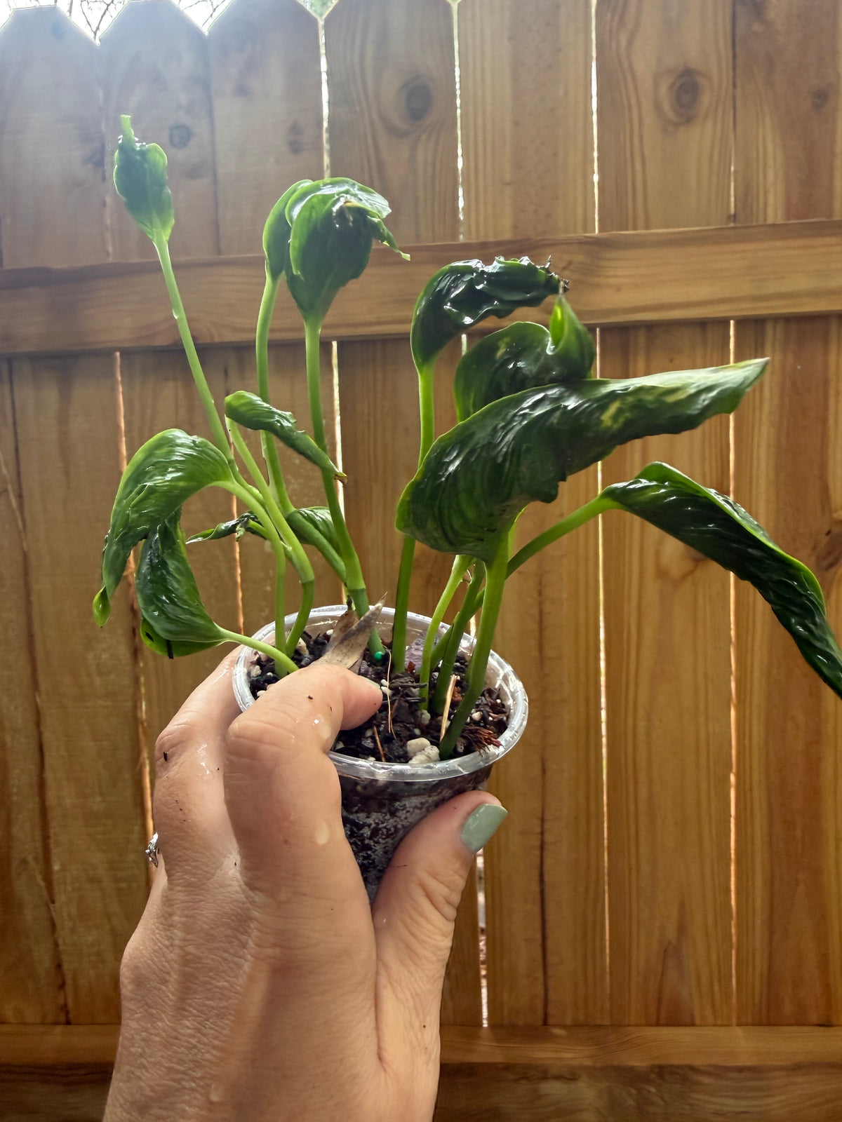 Epipremnum aureum ‘Shangri-La’ | 3" Pot