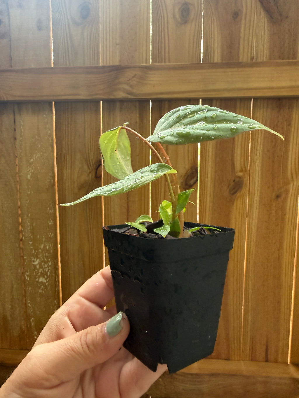 Philodendron gloriosum | 3" Pot