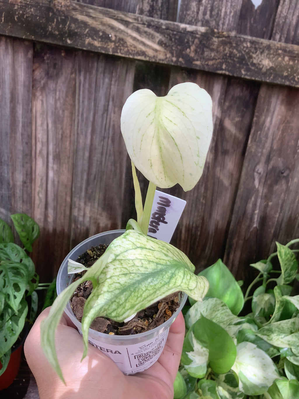 Monstera 'Mint' | 3" Pot