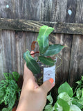 Philodendron 'Billietiae Dark' | 3" Pot