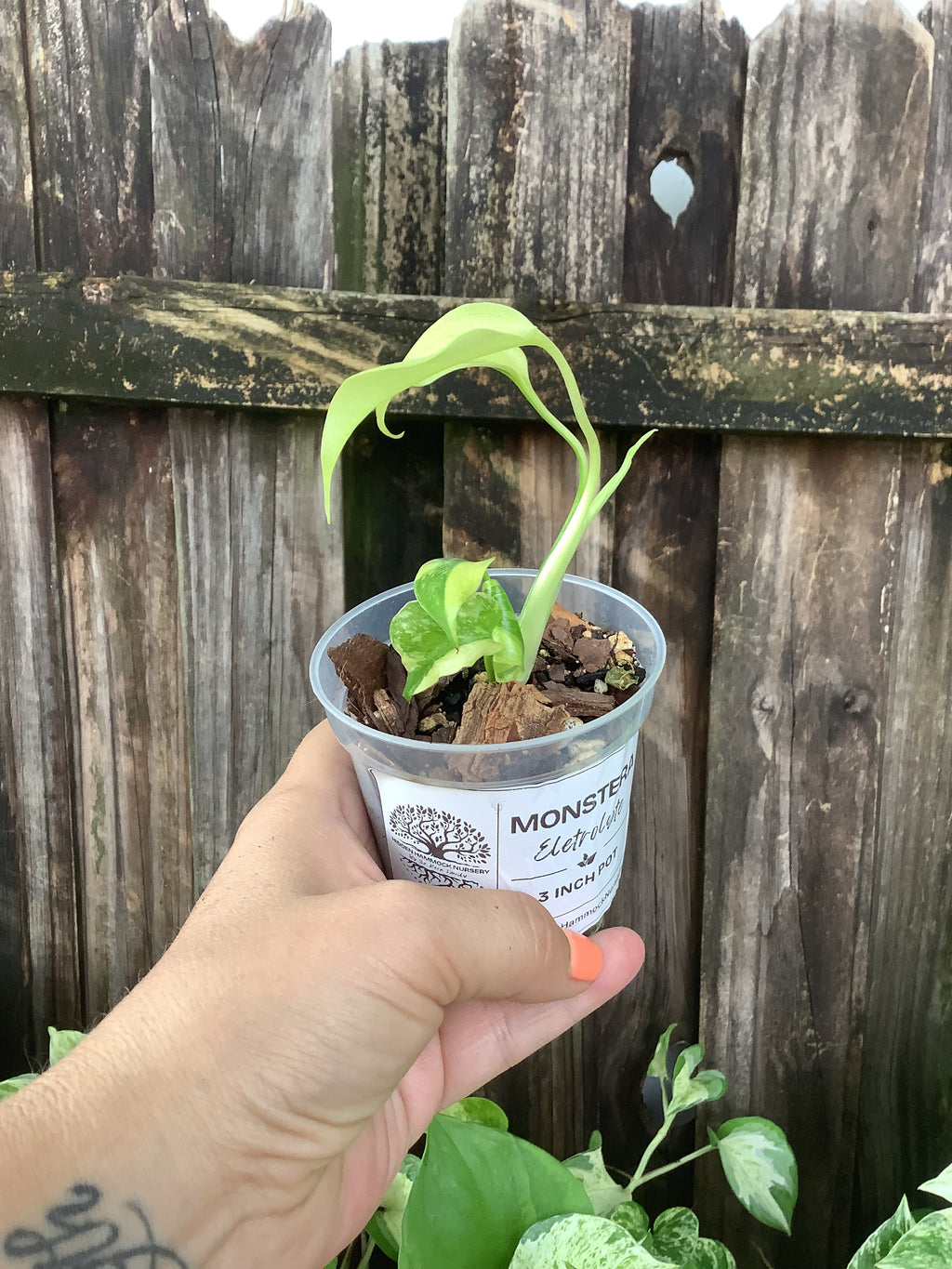 Monstera ‘Electrolyte’ | 3” Pot
