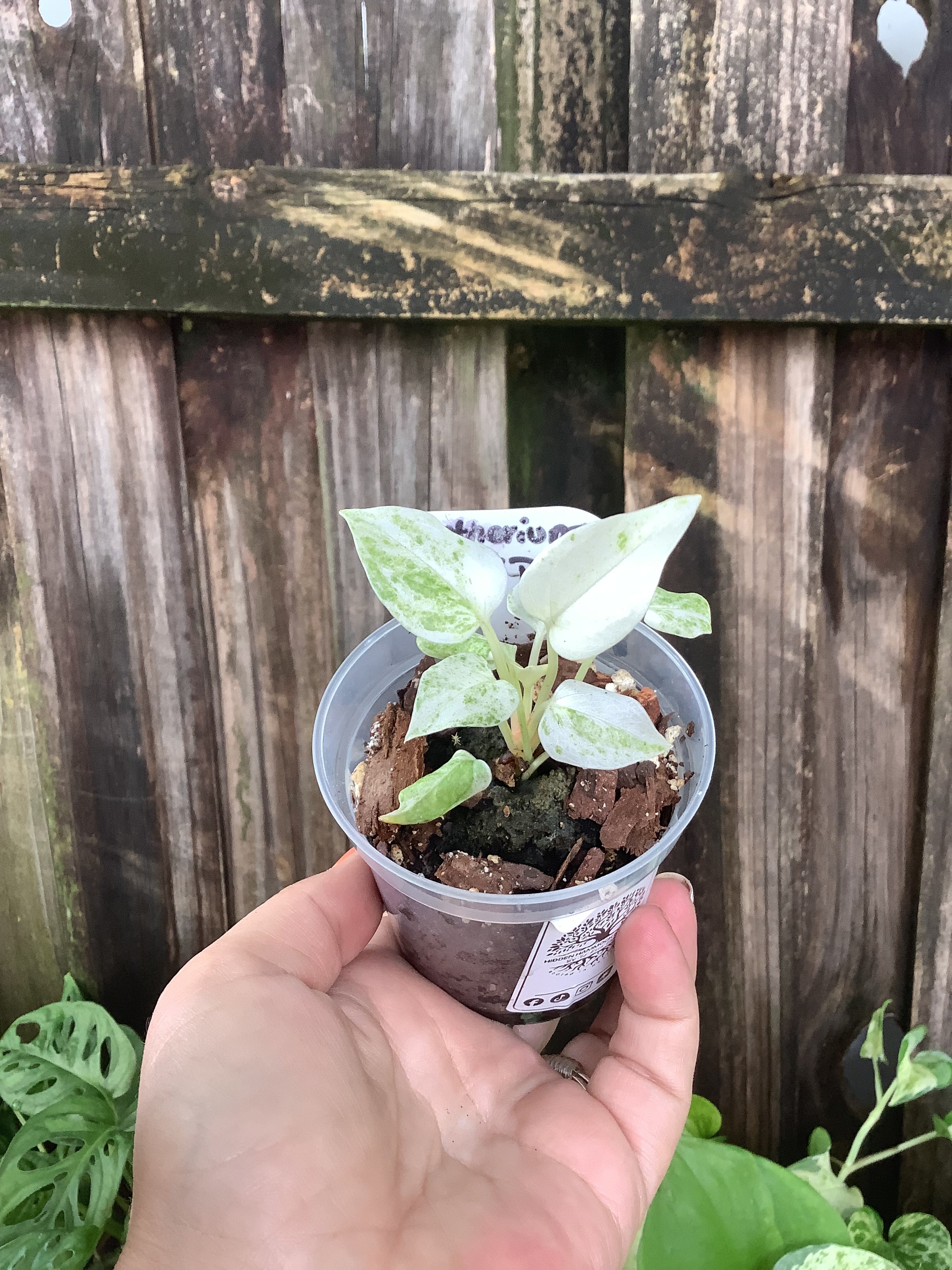 Anthurium ‘Hookeri Pink’ | 3” Pot