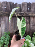 Alocasia 'Variegated Frydek' | 3" Pot