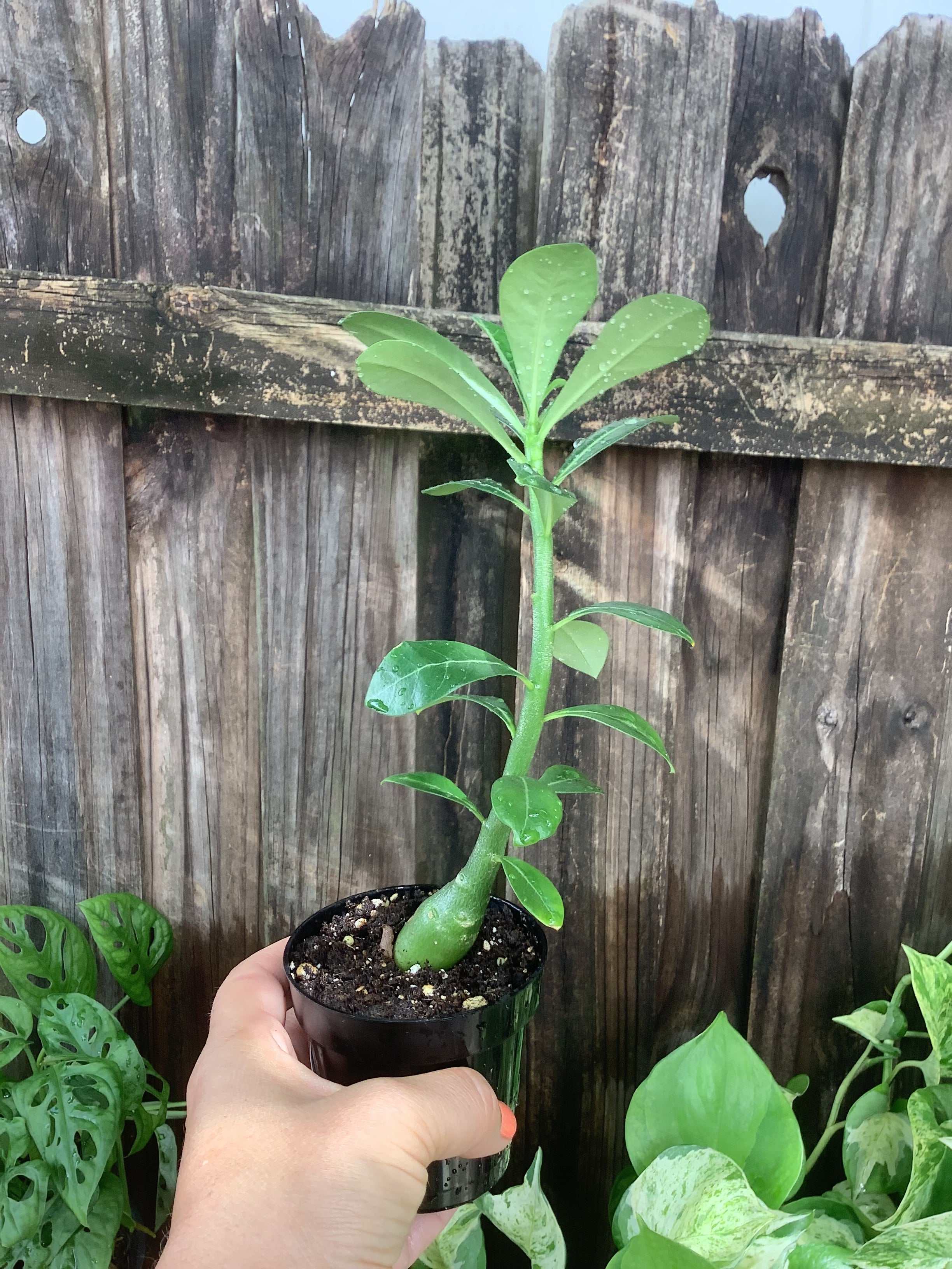 Desert Rose (Adenium obesum) | 3" Pot