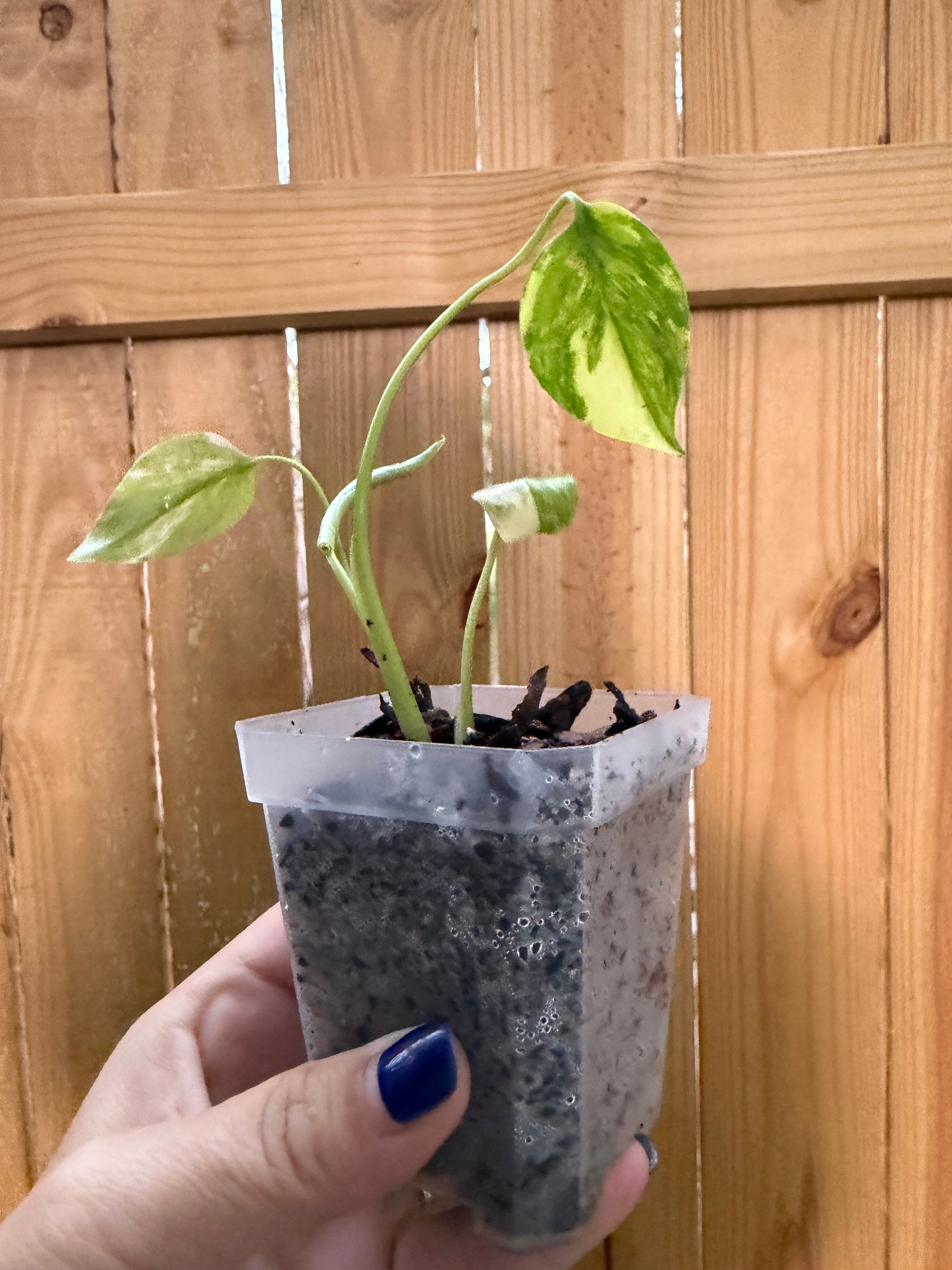 Monstera 'Yellow Marilyn' | 3" Pot