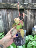 Philodendron 'Pink Micans' | 4" Pot