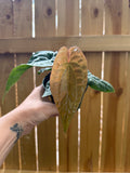 Anthurium radicans × luxurians | 4" Pot
