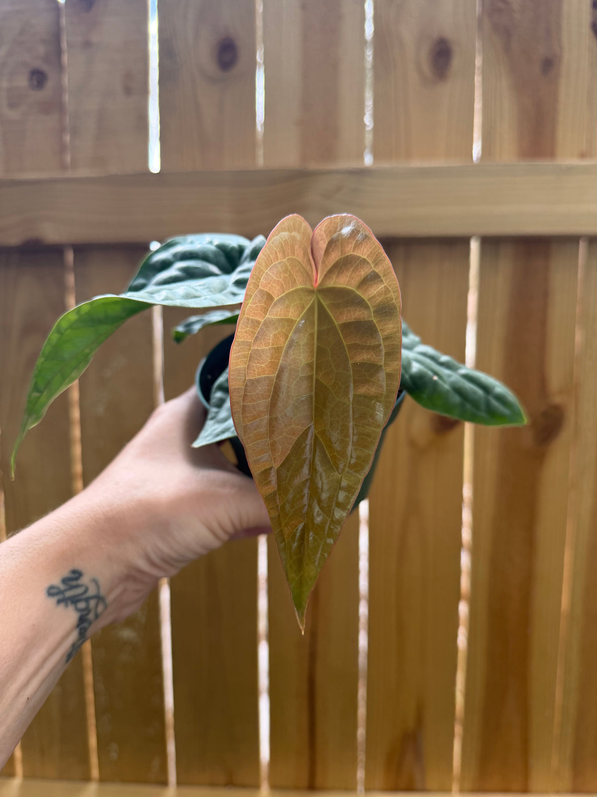 Anthurium radicans × luxurians | 4" Pot