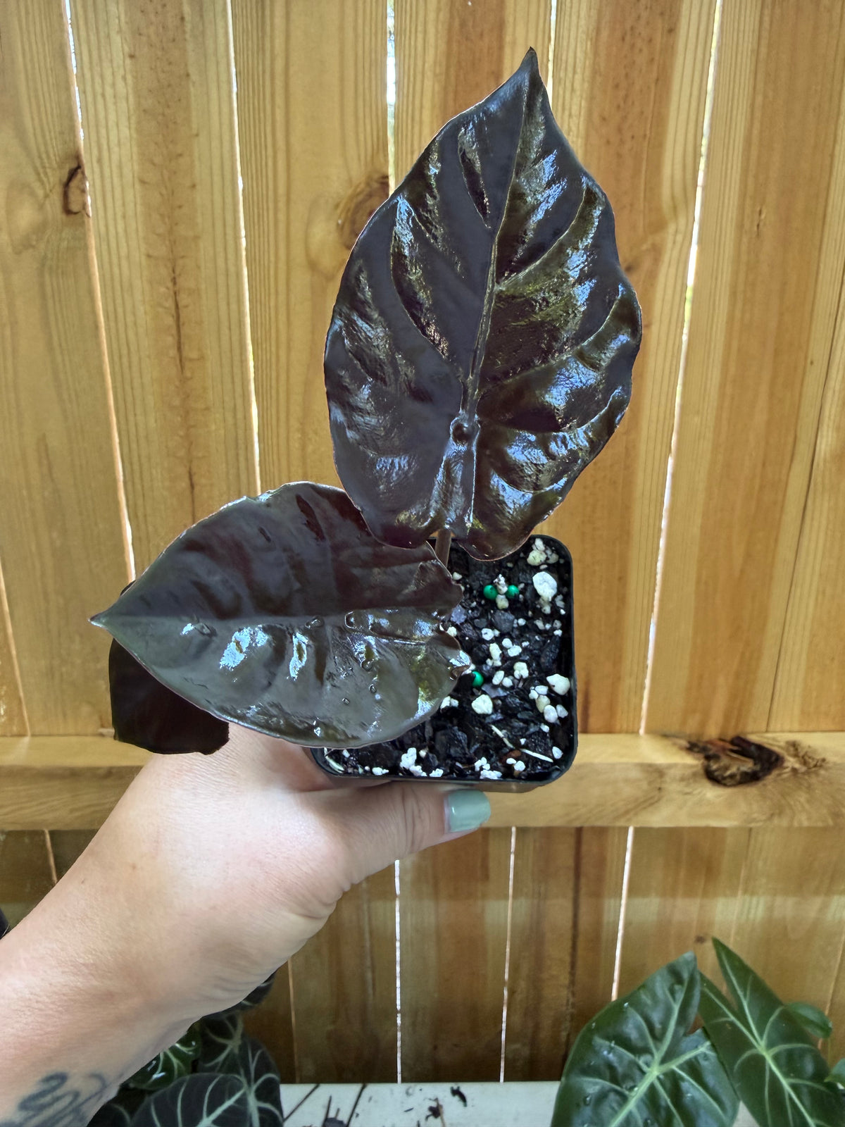 Alocasia ‘Black Magic’ | 3" Pot