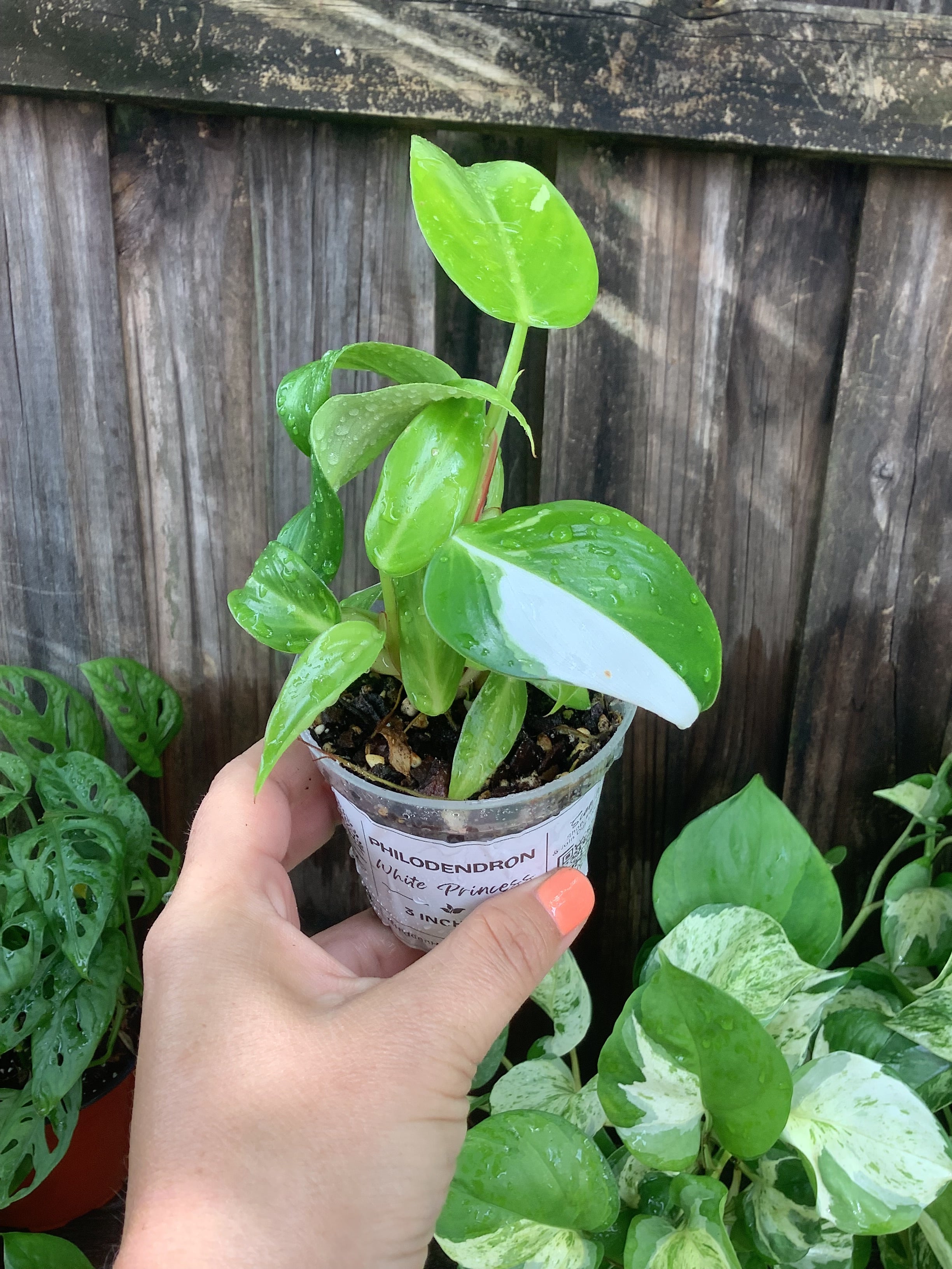 Philodendron 'White Princess' | 3" Pot