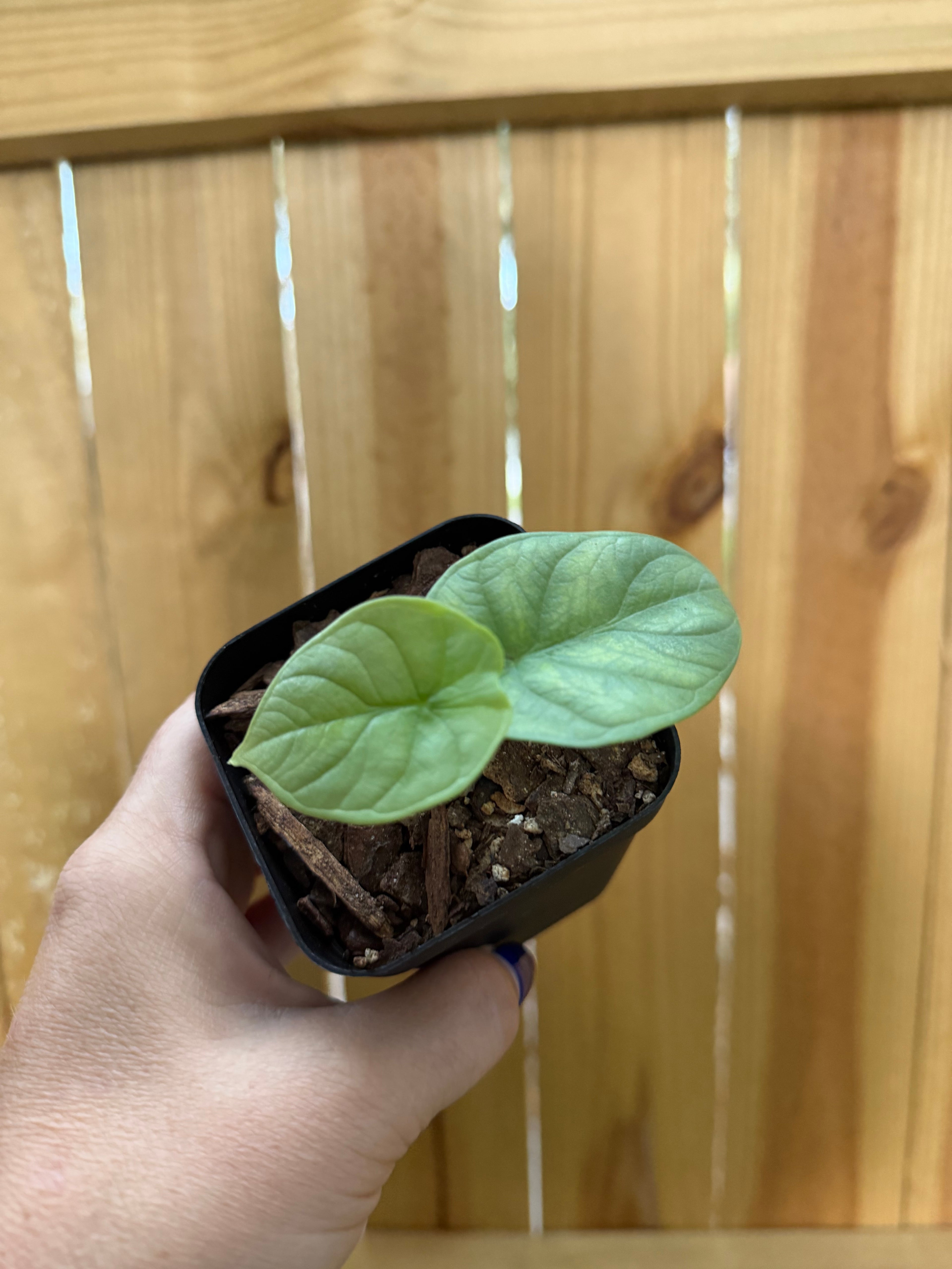 Alocasia ‘Silver Dragon’ | 3" Pot