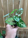Syngonium podophyllum ‘Berry Allusion’ | 2" Pot