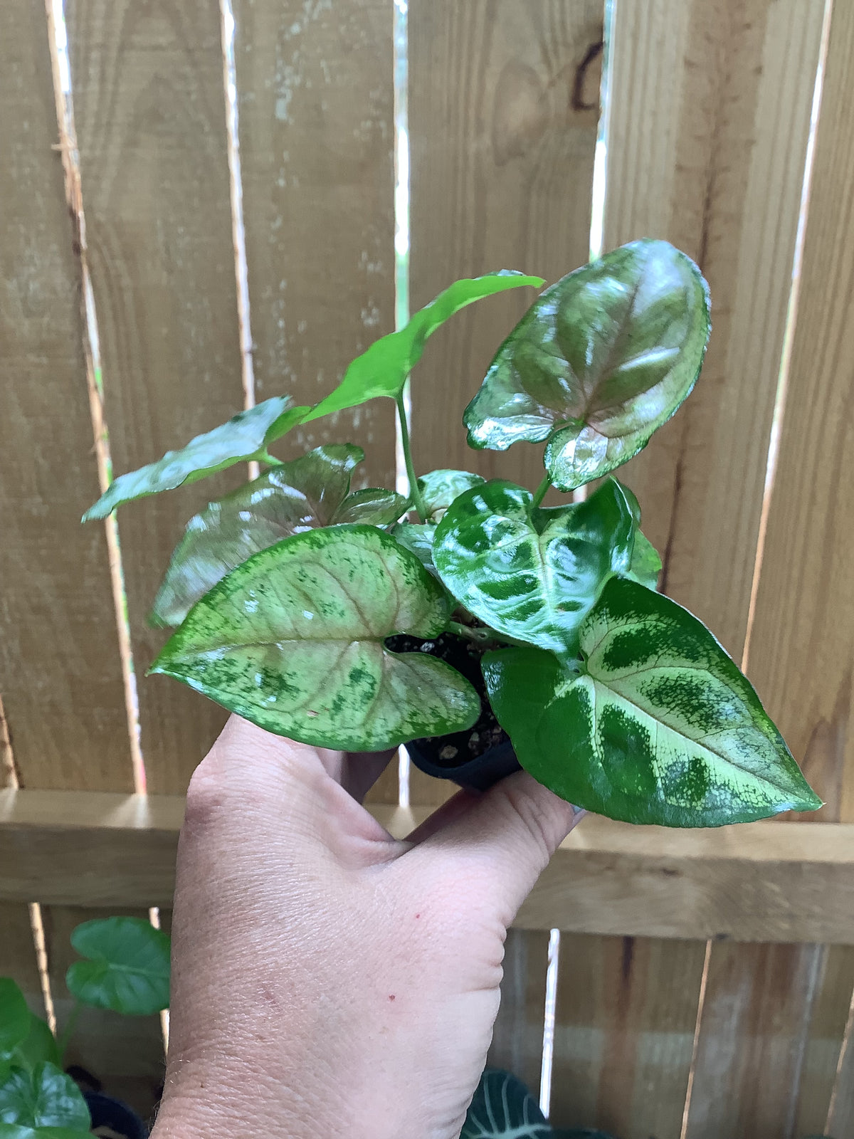 Syngonium podophyllum ‘Berry Allusion’ | 2" Pot