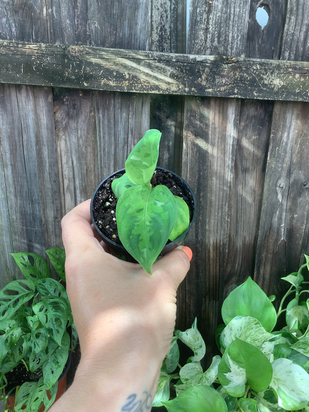 Aglaonema pictum 'Tricolor' | 3" Pot