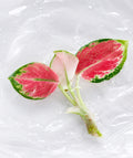 Aglaonema ‘A70’ | Tissue Culture