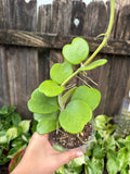 Hoya kerrii (Heart Leaf Hoya) | 4" Pot