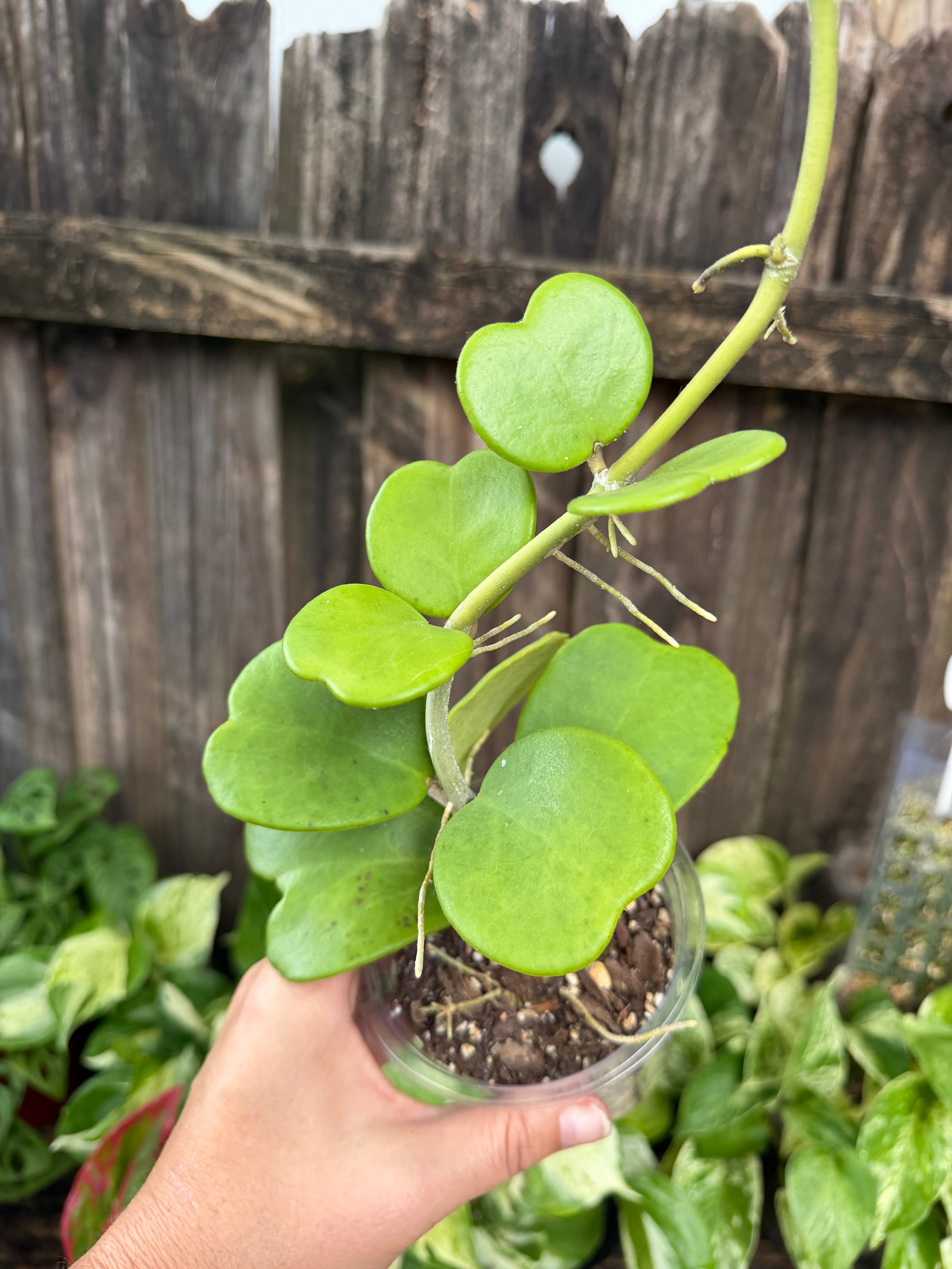 Hoya kerrii (Heart Leaf Hoya) | 4" Pot