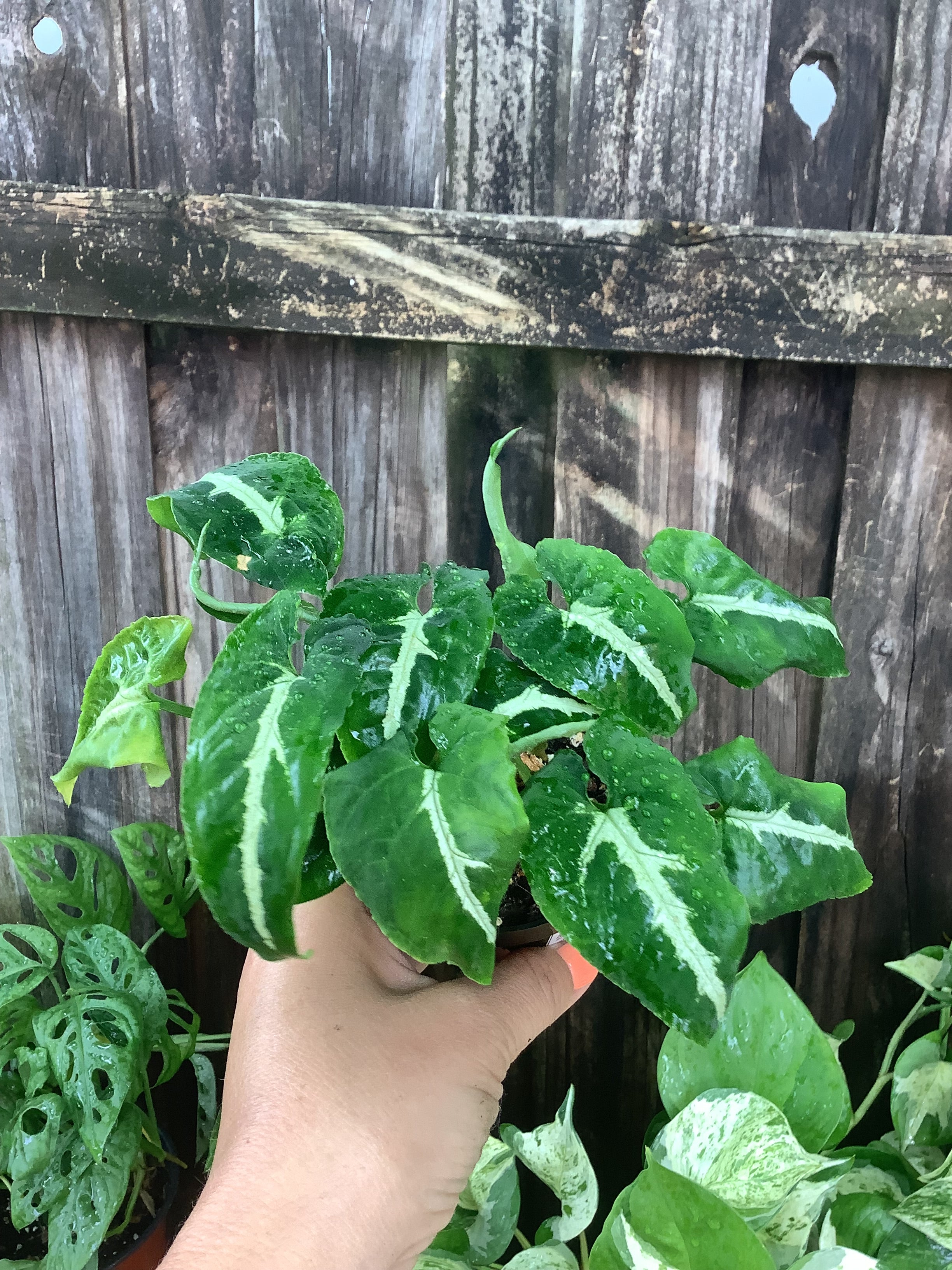 Syngonium 'Wendlandii' | 3" Pot