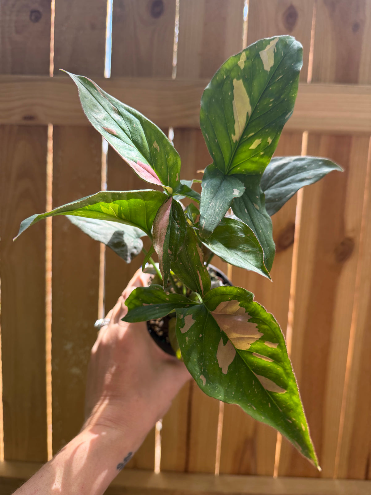 Syngonium ‘Pink Splash’ | 4" Pot