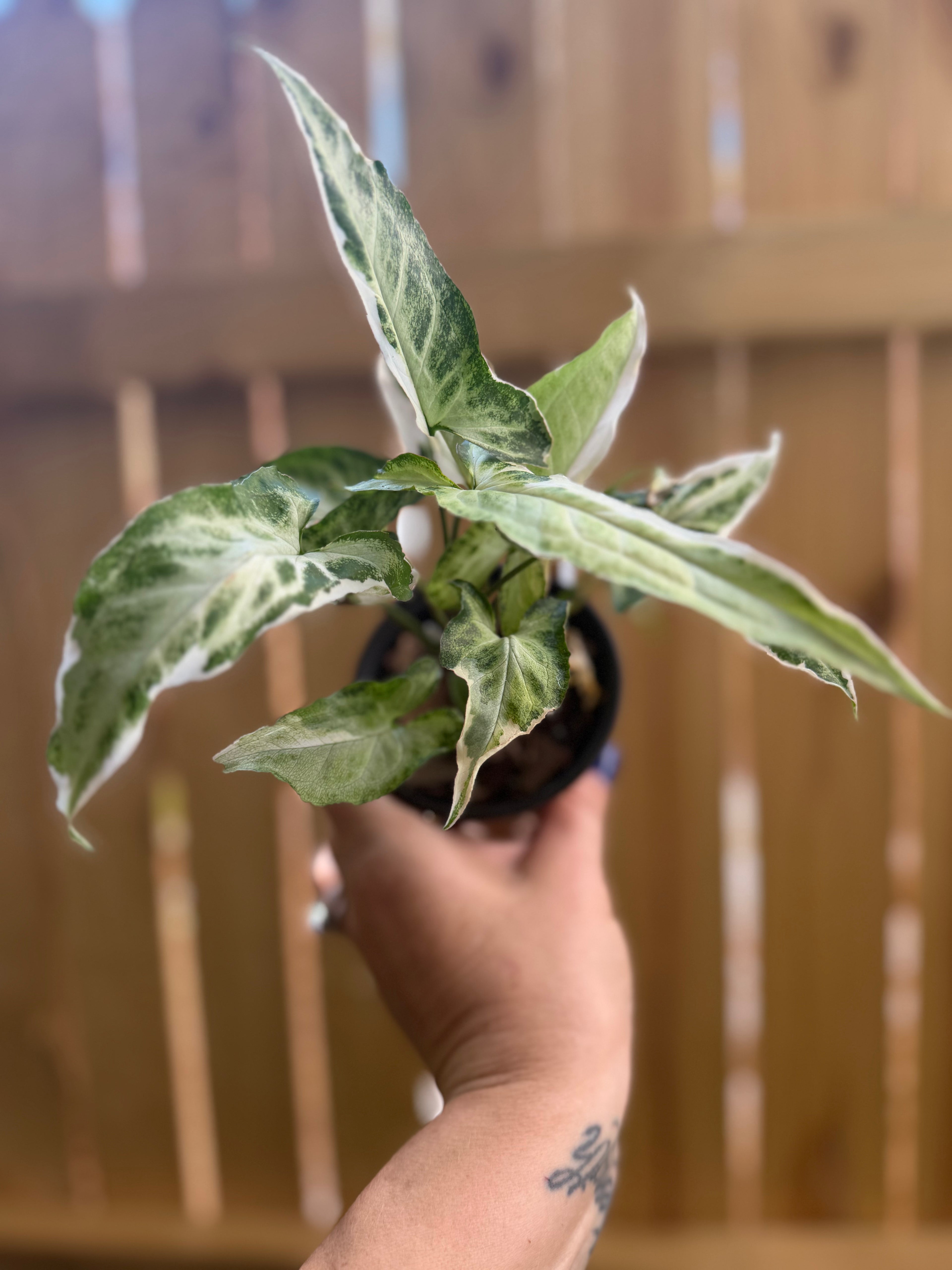 Syngonium 'Starlight' | 3" Pot