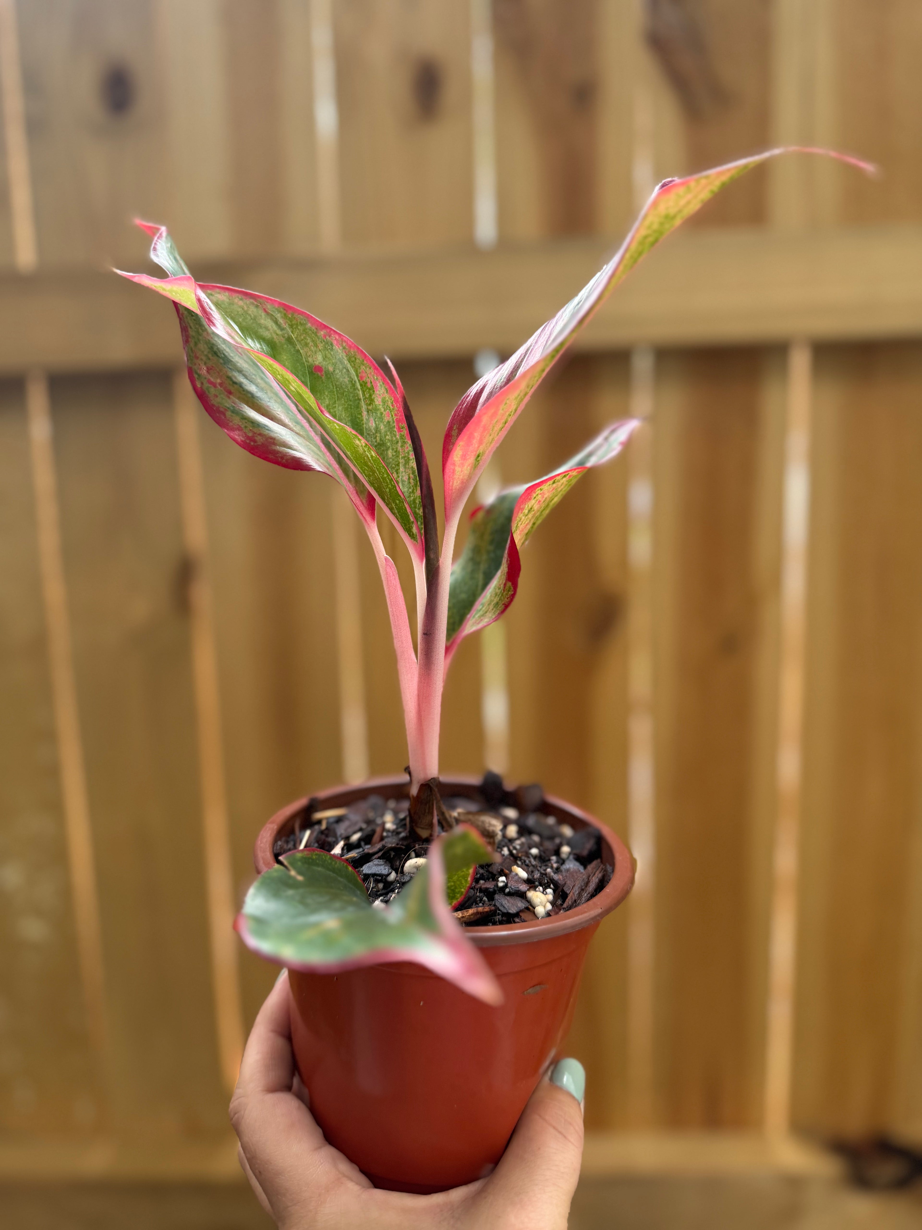 Aglaonema ‘Siam Aurora’ | 4" Pot