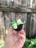 Philodendron 'White Forest' | Rooted Plug