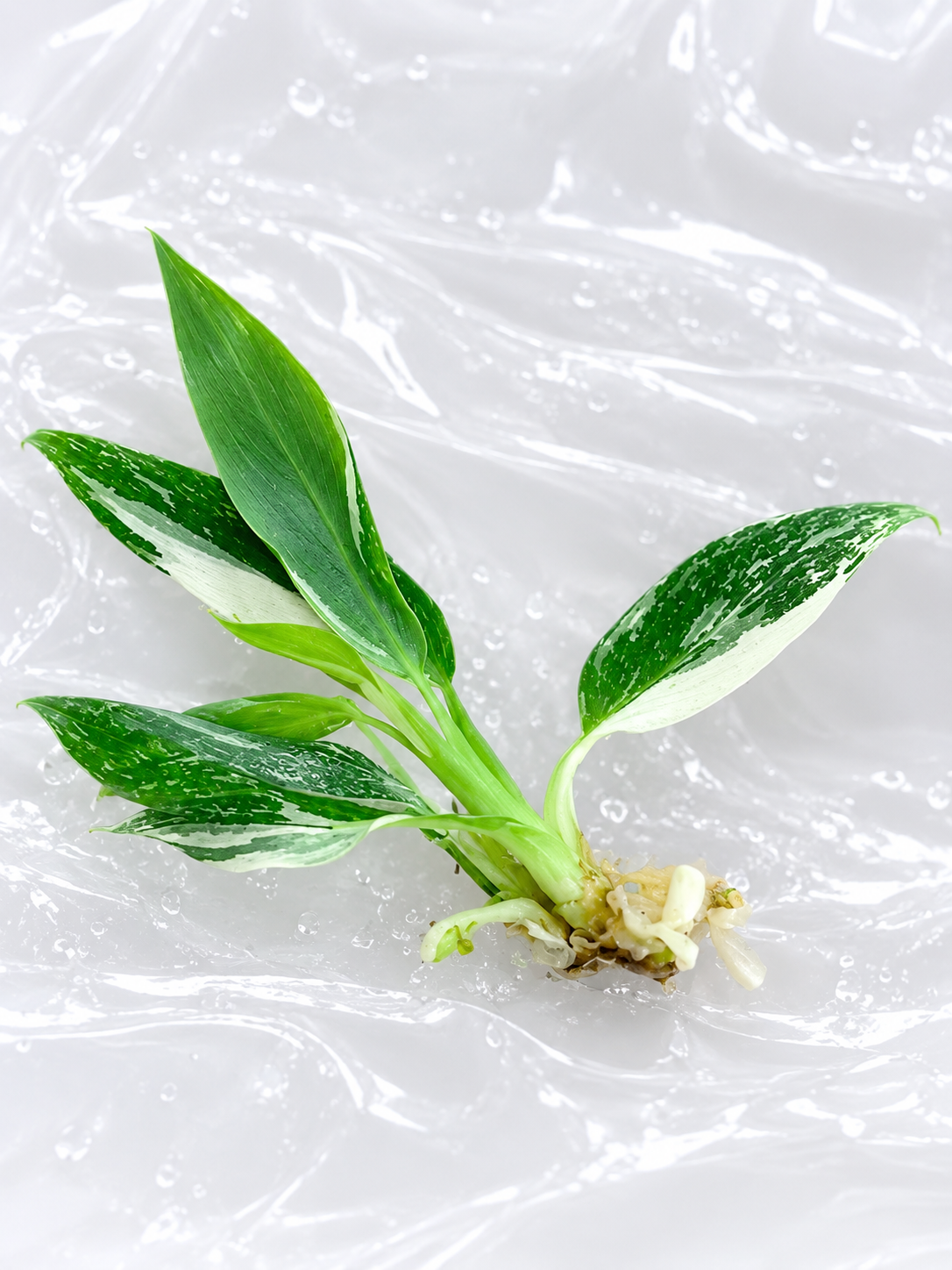Philodendron ‘White Wizard’ | Tissue Culture