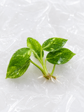 Philodendron ‘Nuclear Green Congo’ | Tissue Culture