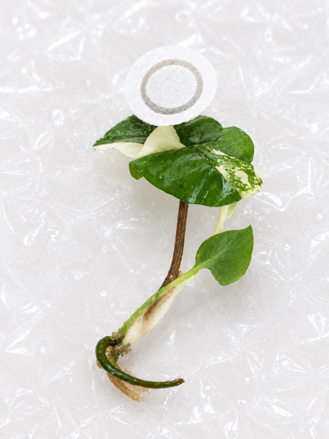Syngonium 'Albo Variegata' | Tissue Culture