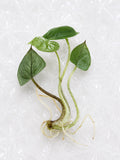 Alocasia heterophylla ‘Metallic Blue’ | Tissue Culture