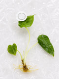 Alocasia 'Cuprea Black' | Tissue Culture
