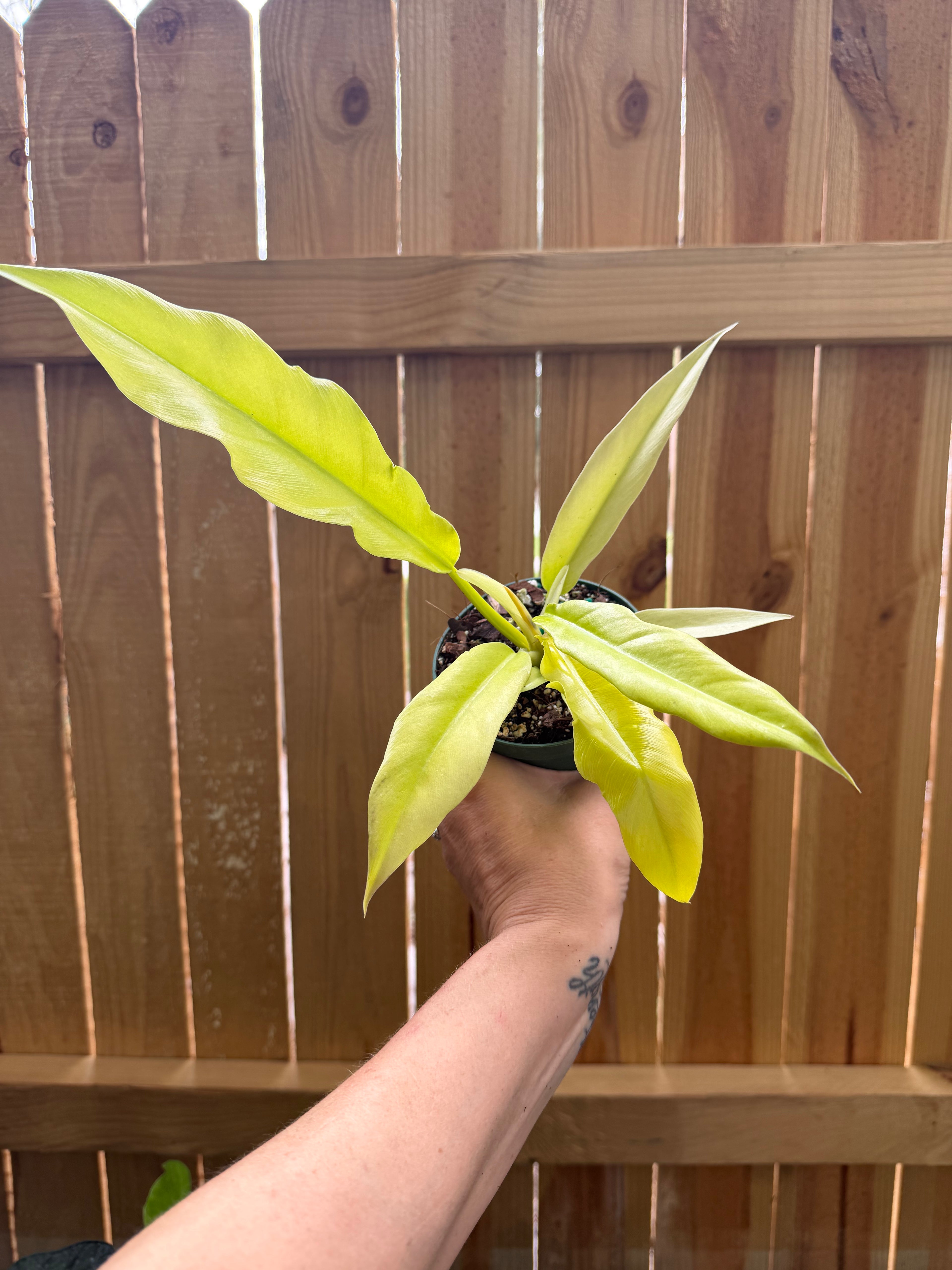 Philodendron ‘Golden Saw’ | 4" Pot