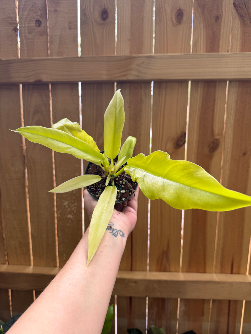Philodendron ‘Golden Saw’ | 4" Pot