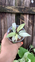 Philodendron 'Florida Ghost' | 3" Pot