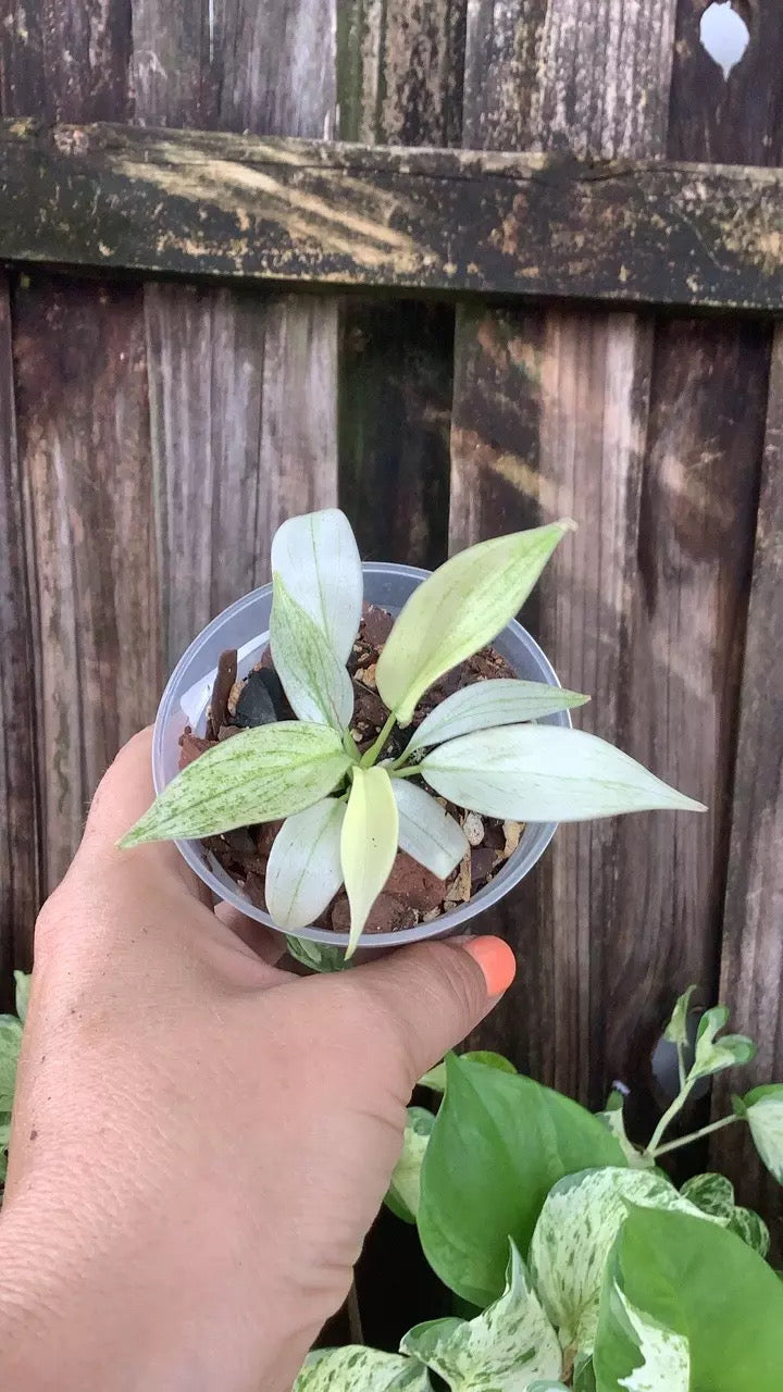 Philodendron 'Florida Ghost' | 3" Pot