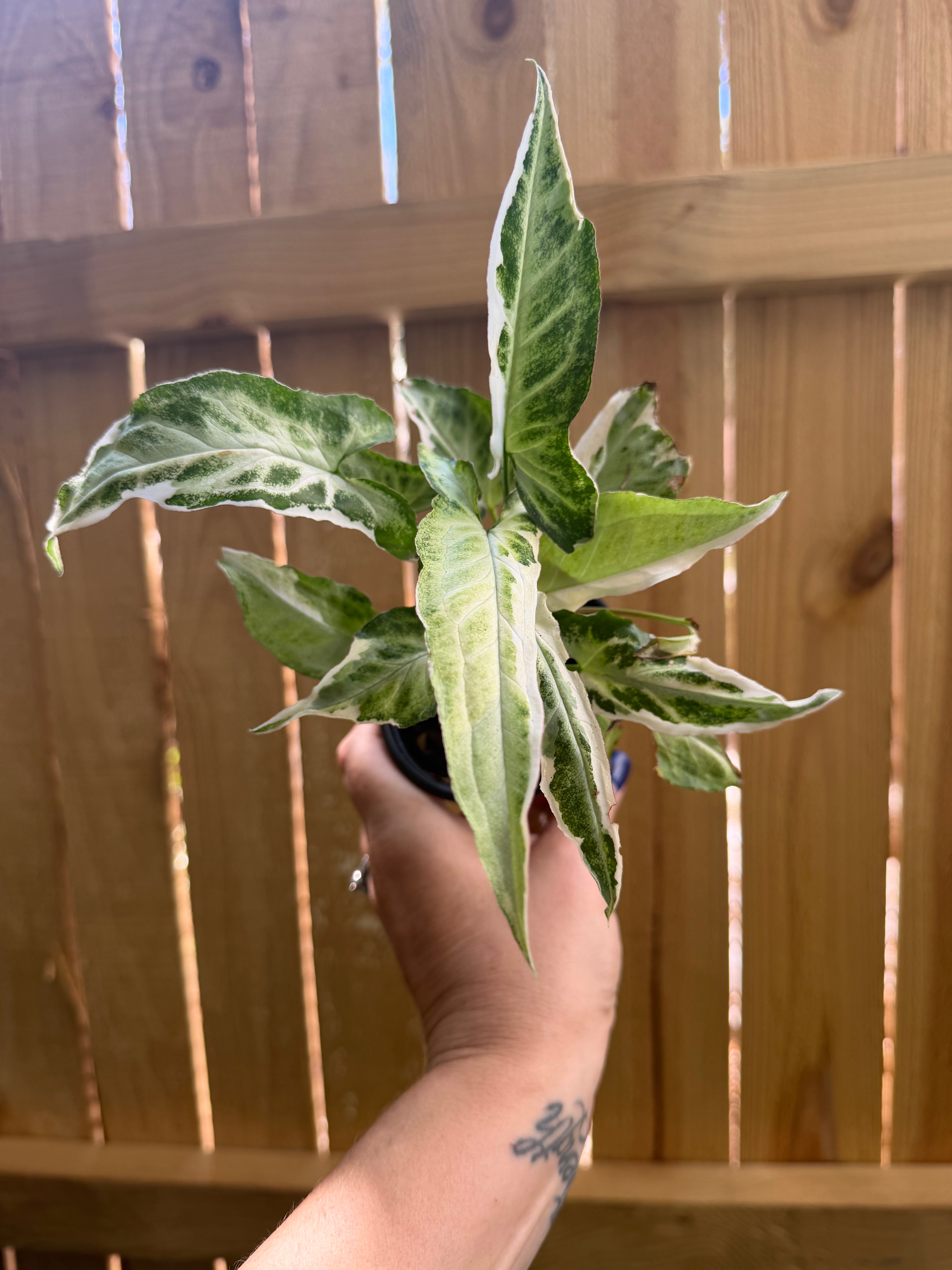 Syngonium 'Starlight' | 3" Pot